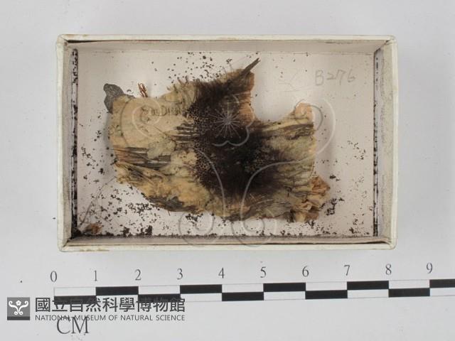 登錄號:F0021342藏品圖，第1張