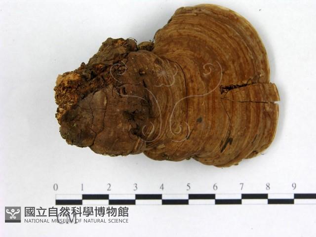 登錄號:F0001342藏品圖，第1張