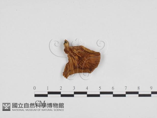 糙皮側耳藏品圖，第1張