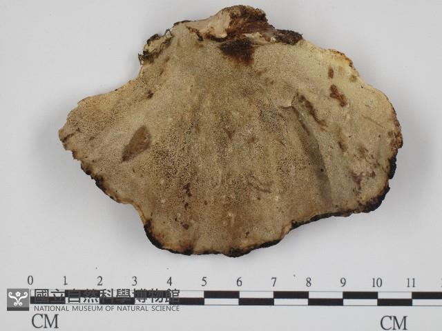 登錄號:F0004342藏品圖，第1張