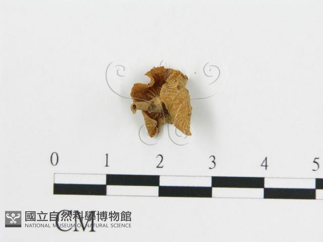 雞油菌屬藏品圖，第1張