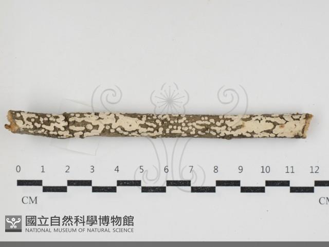 登錄號:F0034342藏品圖，第1張