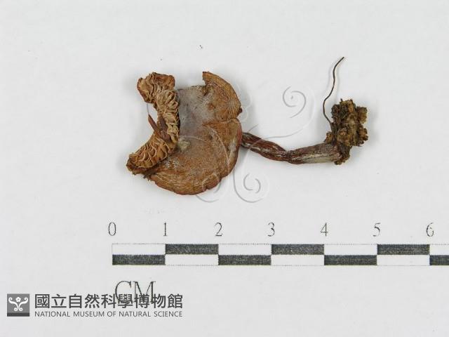 登錄號:F0002342藏品圖，第1張