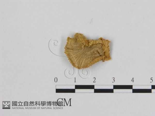 登錄號:F0012342藏品圖，第1張