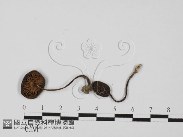 粉褶菌屬藏品圖，第1張