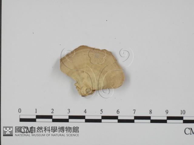 登錄號:F0007342藏品圖，第1張