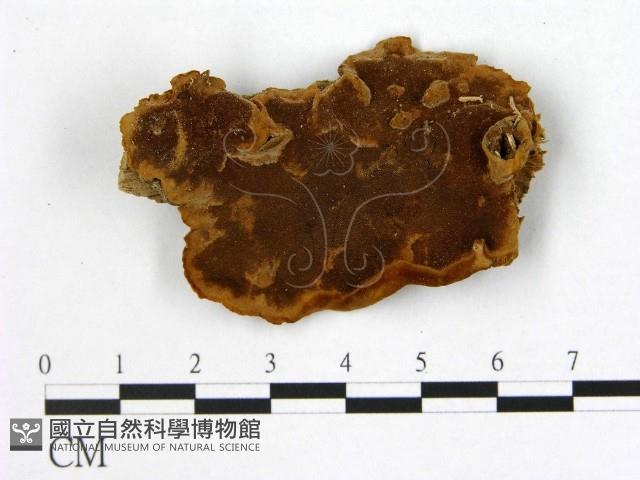 登錄號:F0005342藏品圖，第1張