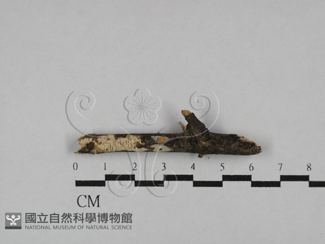 登錄號:F0015342藏品圖，第1張