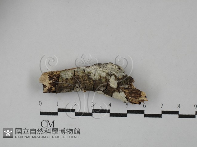 絲皮菌屬藏品圖，第1張