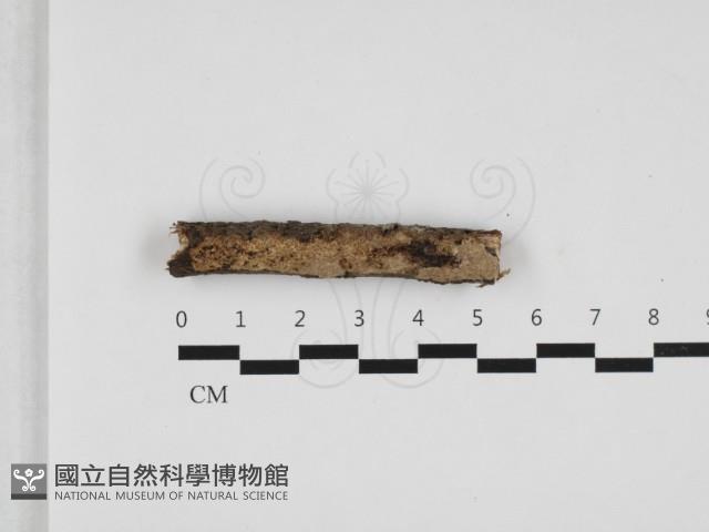 登錄號:F0009342藏品圖，第1張