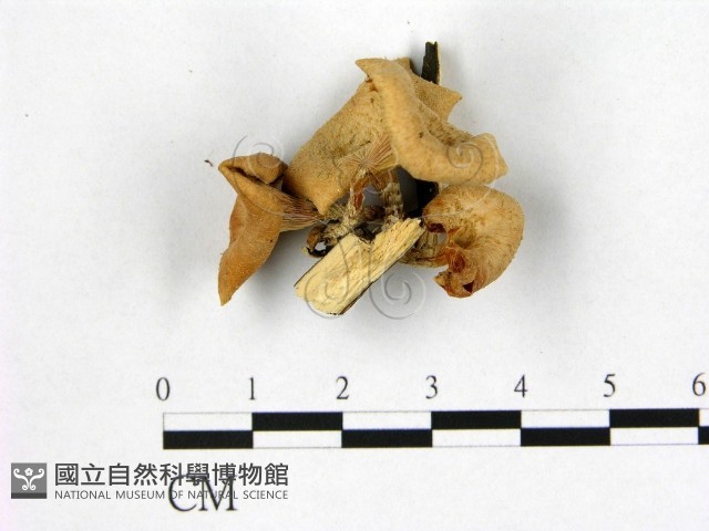 登錄號:F0003342藏品圖，第1張