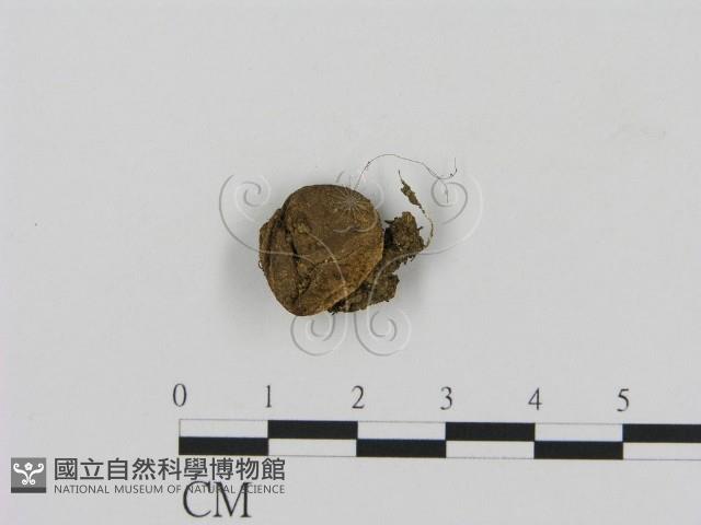 登錄號:F0013342藏品圖，第1張
