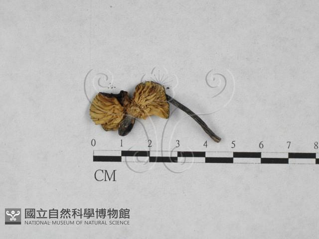粉褶菌屬藏品圖，第1張