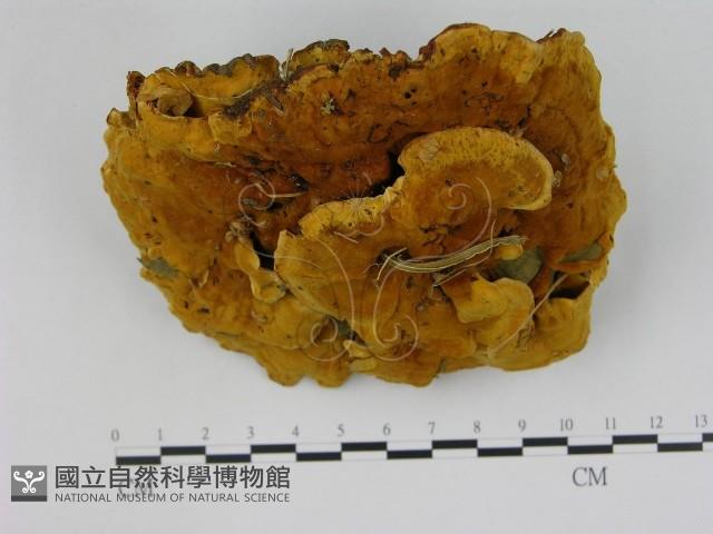 登錄號:F0008232藏品圖，第1張