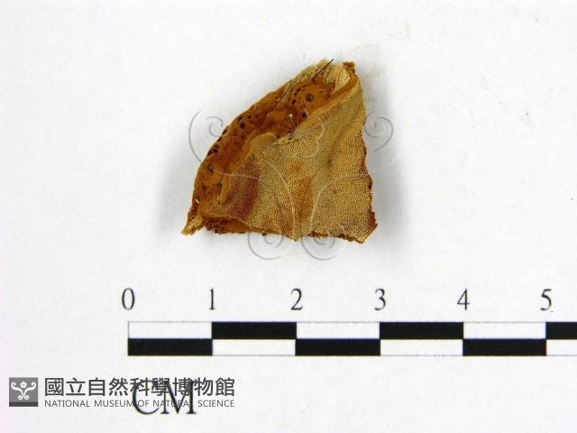 登錄號:F0006232藏品圖，第1張