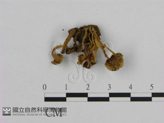 小菇屬藏品圖，第1張