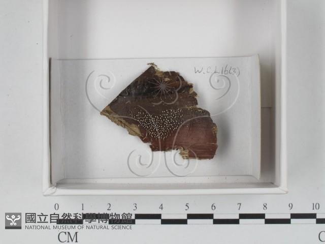登錄號:F0021232藏品圖，第1張