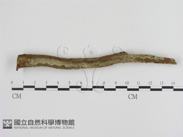 登錄號:F0001232藏品圖，第1張