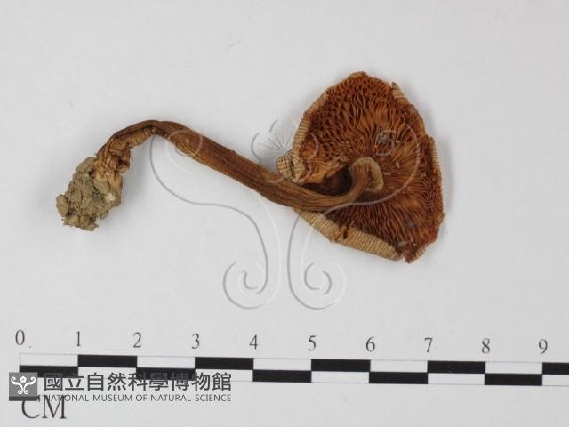 鵝膏屬藏品圖，第1張