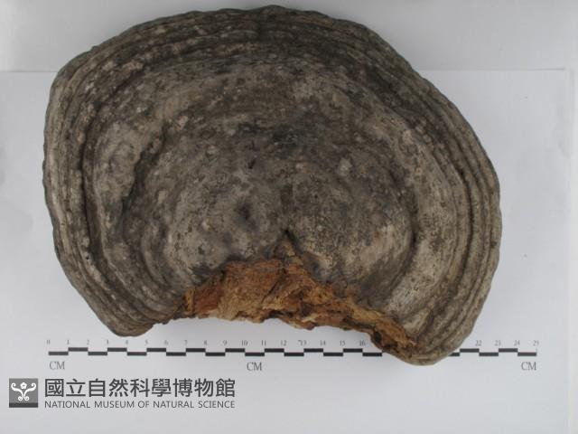 登錄號:F0031232藏品圖，第1張