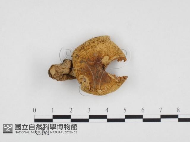 登錄號:F0024232藏品圖，第1張