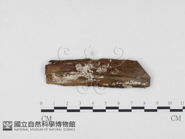 冇骨消絲齒菌藏品圖，第1張