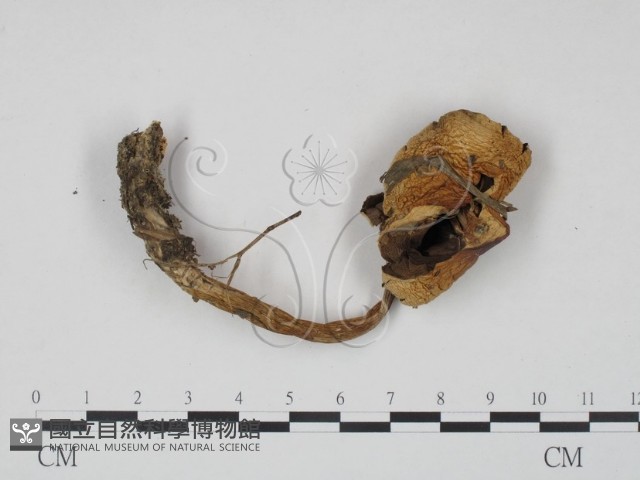 登錄號:F0014232藏品圖，第1張