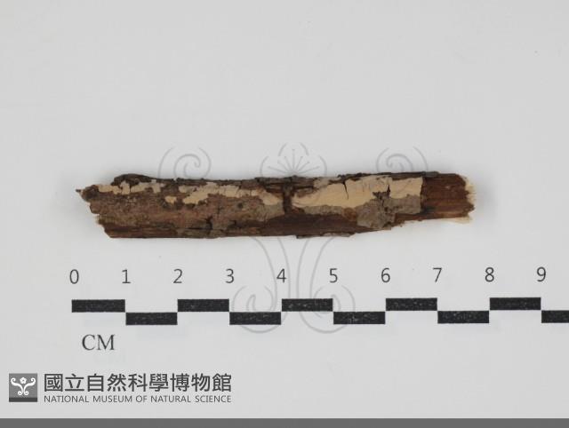 登錄號:F0034232藏品圖，第1張