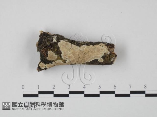 登錄號:F0022232藏品圖，第1張