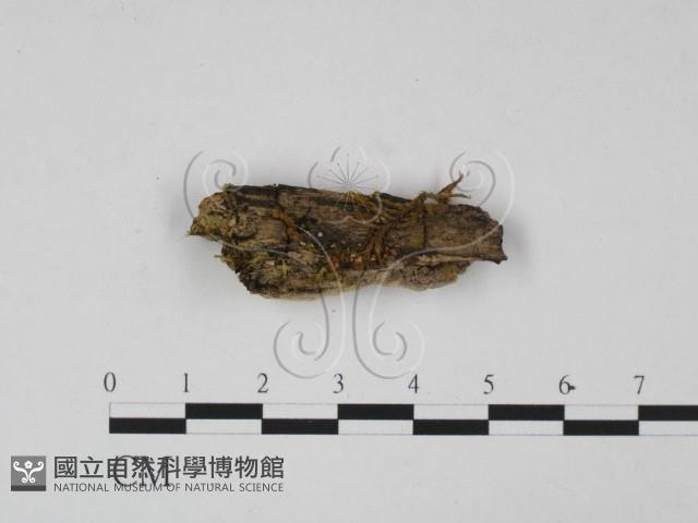 登錄號:F0012232藏品圖，第1張
