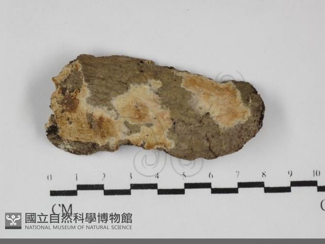 登錄號:F0032232藏品圖，第1張