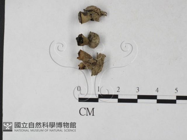 登錄號:F0027232藏品圖，第1張