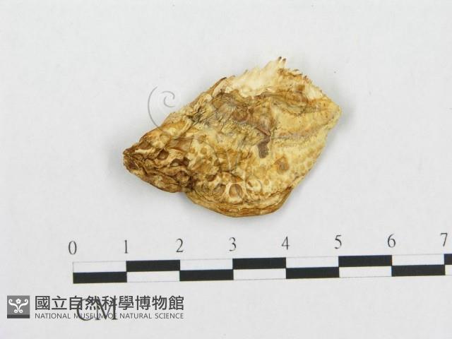 登錄號:F0007232藏品圖，第1張