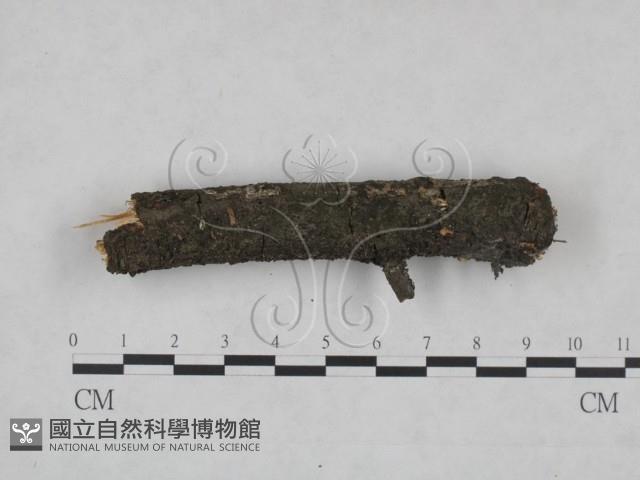 登錄號:F0025232藏品圖，第1張