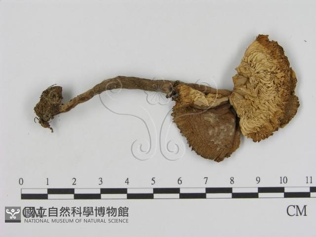 登錄號:F0005232藏品圖，第1張