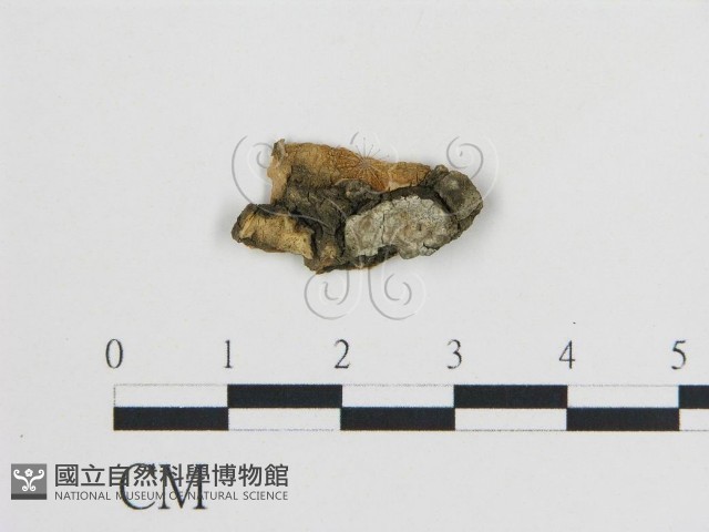 登錄號:F0015232藏品圖，第1張