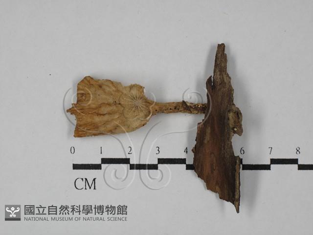 優雅波邊革菌藏品圖，第1張