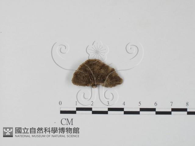 栓菌屬藏品圖，第1張