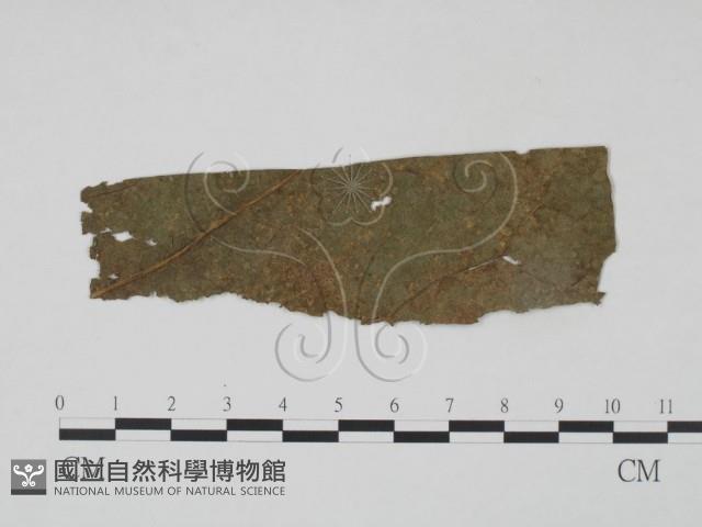 登錄號:F0019232藏品圖，第1張