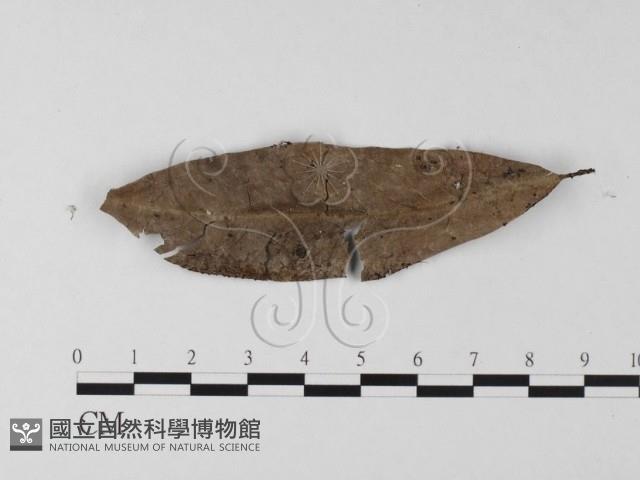 登錄號:F0023232藏品圖，第1張