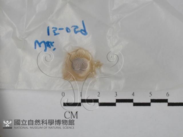 登錄號:F0028832藏品圖，第1張