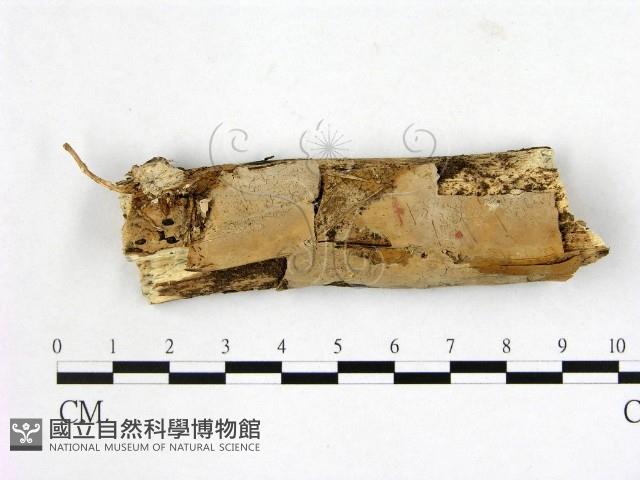 登錄號:F0008832藏品圖，第1張