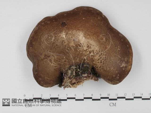 登錄號:F0018832藏品圖，第1張