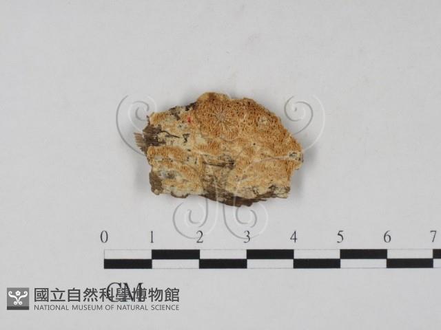 登錄號:F0020832藏品圖，第1張