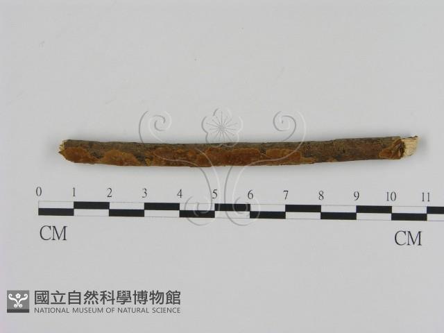 刺革菌屬藏品圖，第1張