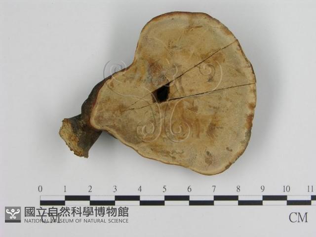 登錄號:F0010832藏品圖，第1張