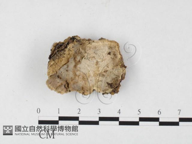 登錄號:F0026832藏品圖，第1張