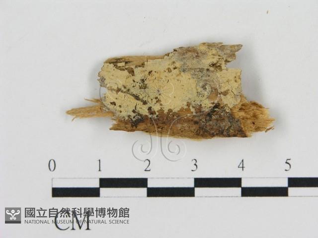 登錄號:F0016832藏品圖，第1張