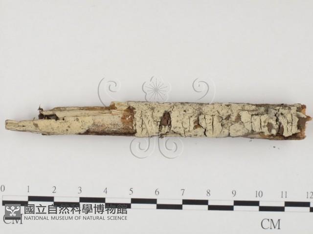 冇骨消絲齒菌藏品圖，第1張
