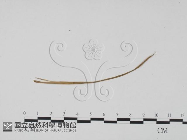 登錄號:F0011832藏品圖，第1張